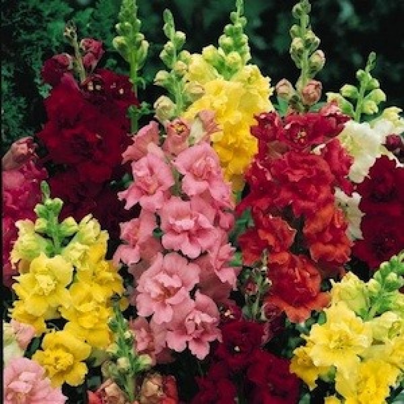 Omaxe Antirrhinum Dwarf Mixed Seeds