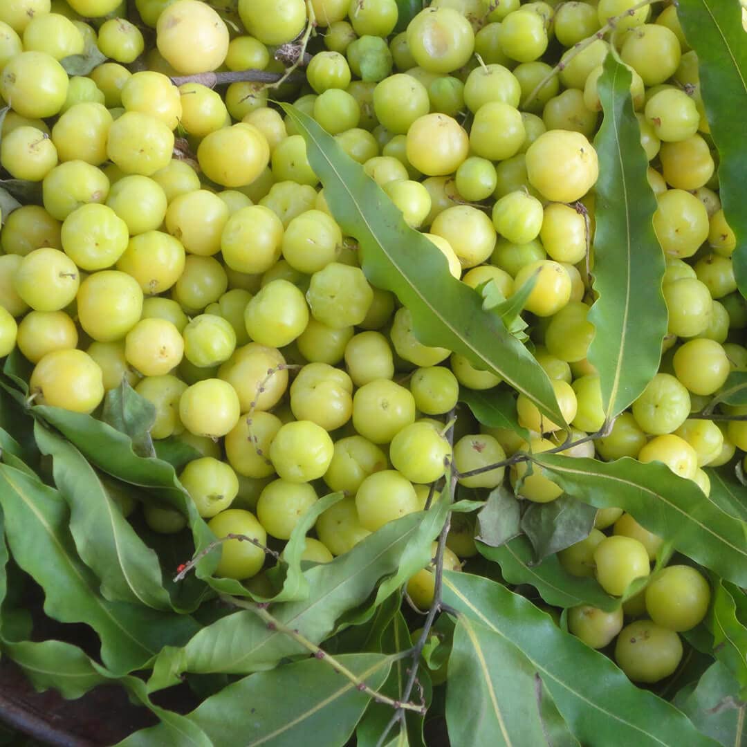 Amla (big size fruit) Indian Goosberry, Phyllanthus emblica Plant