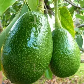 Avocado Grafted Plant (Persea Americana) - Premium Butter Fruit Plant | PlantsBd Bangladesh