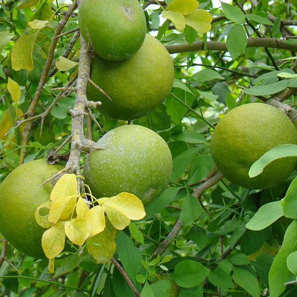 Bel Patra Plant, Bilva Patra, Tripatra, Stone apple, Wood apple, Aegle Marmelos
