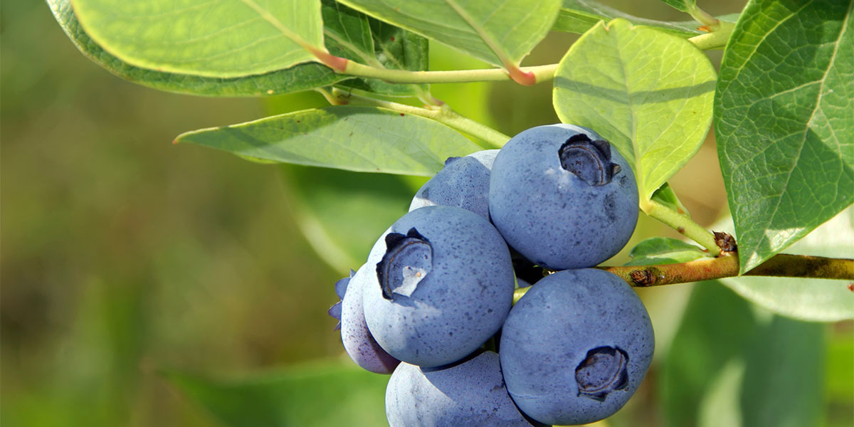Blueberry Plant Tree in Bangladesh