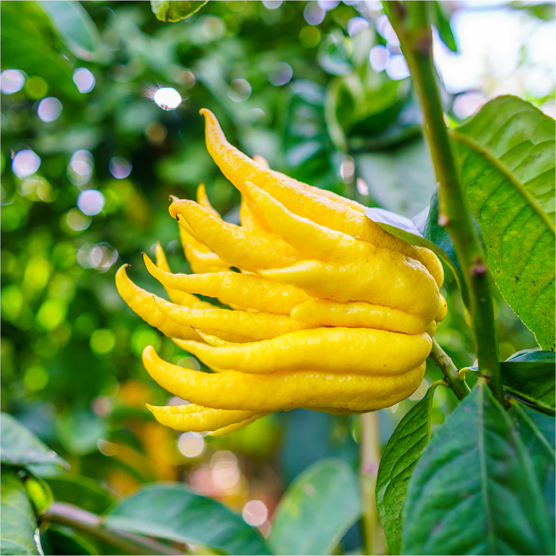 Buddha's Hand Citron - Buddha Finger Lemon, Lime, Lemon Plant, Citrus Medica