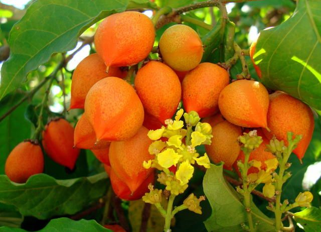 Peanut Butter Fruit Plant in bd