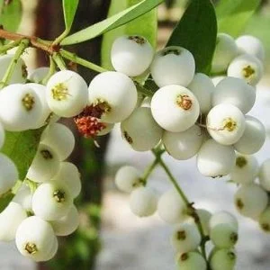 Cat Eye Fruit Plant, Poochapazham Fruit Plant & Tree