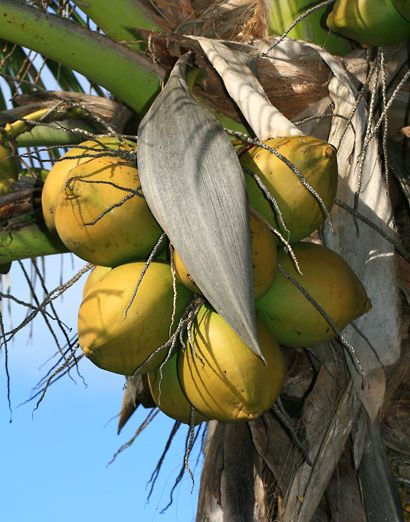 Coconut Golden Plant Tree