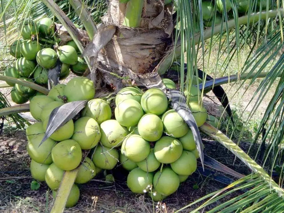 Vietnam Coconut Tree Plant