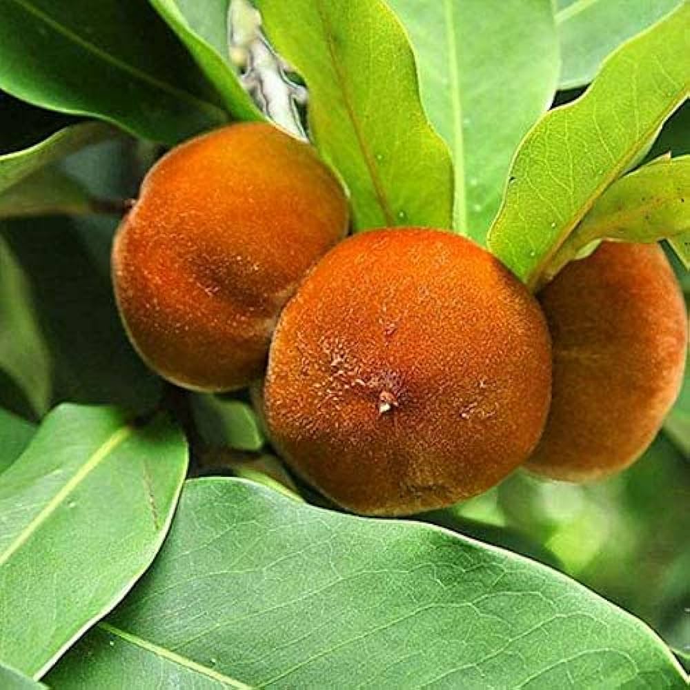 Diospyros Blancoi Plant - Velvet Apple, Mabolo Tree, Temburini