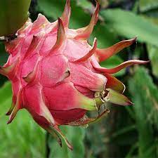 Dragon Fruit Live Plant