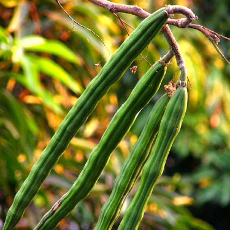 Hybrid Sojne Tree -all Season Drumstick Plant