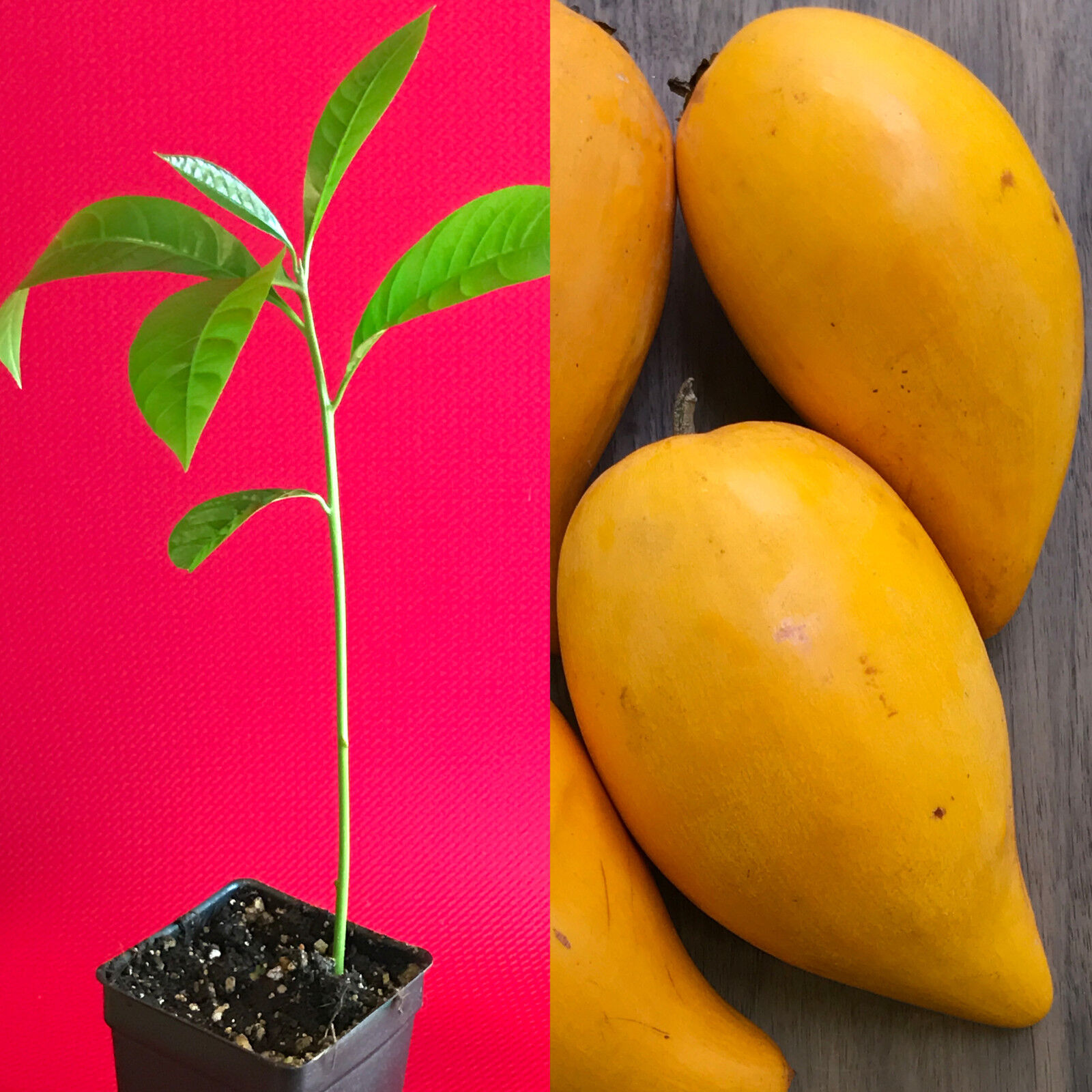 Egg Fruit Plant - Pouteria Campechiana, Canistel, Yellow Sapote