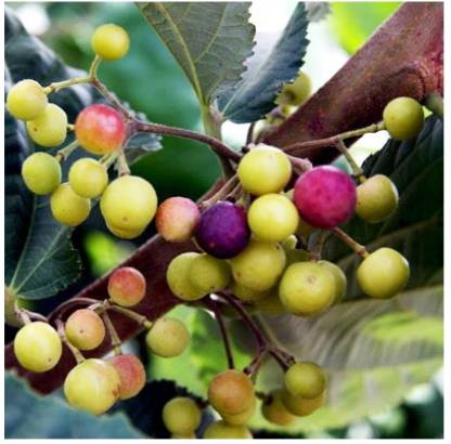 Falsa Plant - Grewia Asiatica, Phalsa Plant