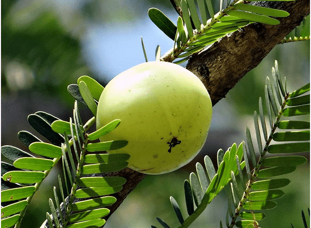 Gooseberry Plant Amalaki Plant Thai