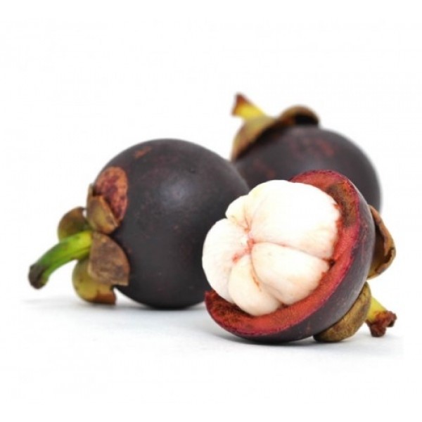 Mangosteen Plant - Garcinia Mangostana