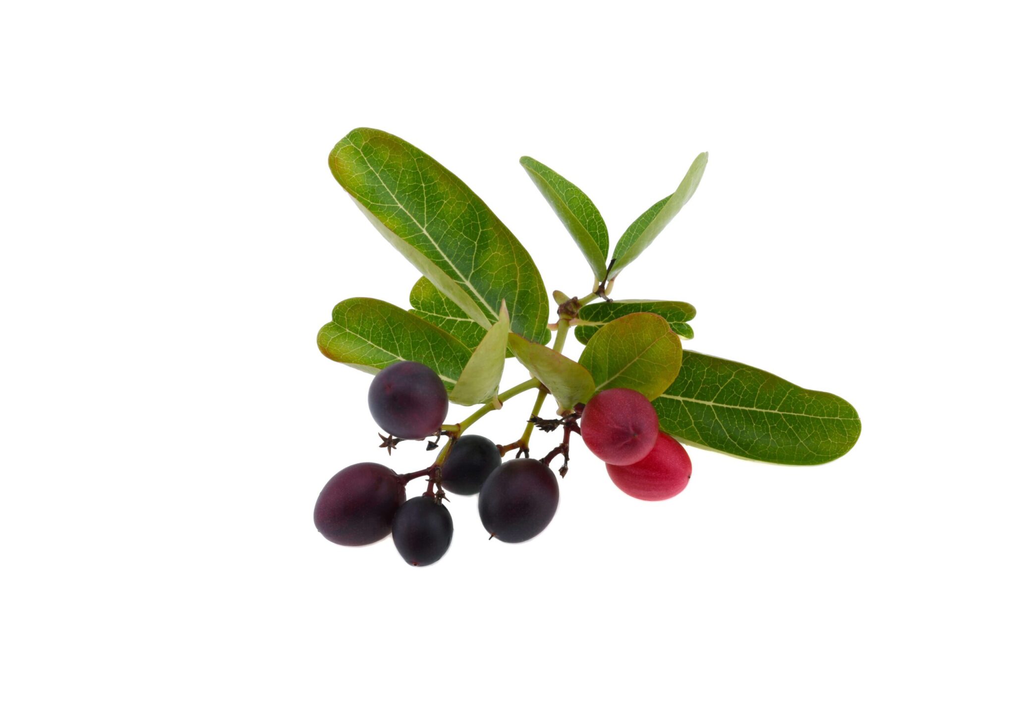Acerola চেরি নির্যাস (মালপিঘিয়া গ্ল্যাবরা এল।)