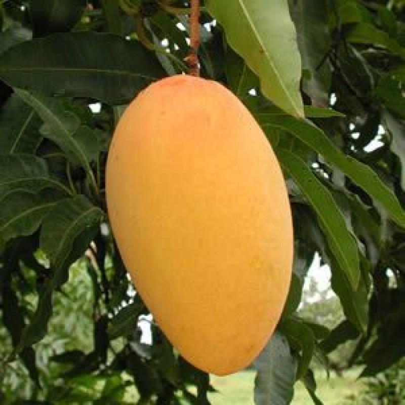 Mango Amrapali Plant (Grafted) - Amba, Aam Amrapali Tree gas
