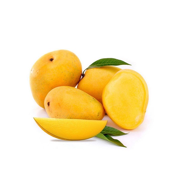 Mango Badami (grafted) plant, Karnataka alphonso plant