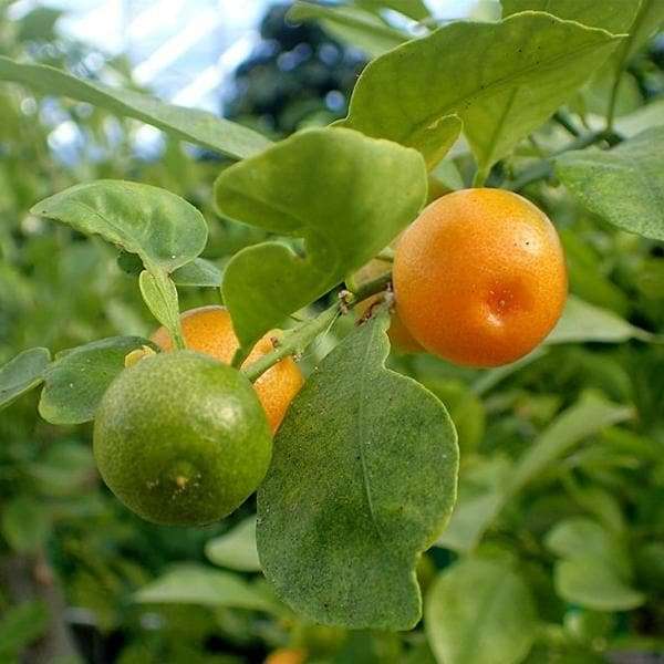Mosambi - Bangladeshi Sweet Lime Plant