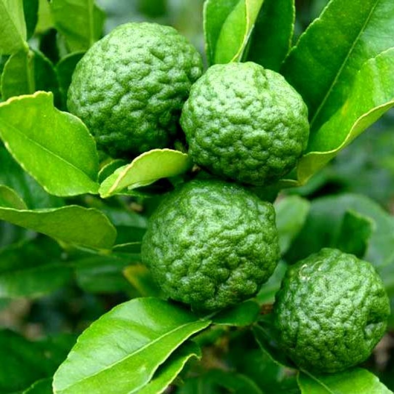 Nimboo Lebu Kaffir Plant - Kaffir Lime, Kafir Lime, Lemon Plant, Citrus Hystrix, Makrut lime