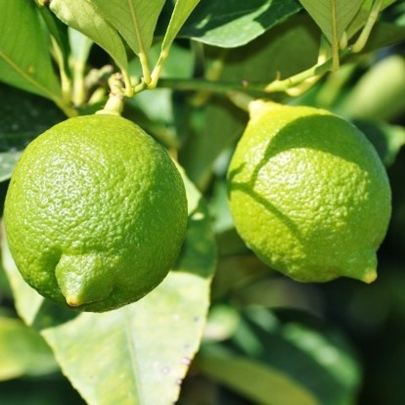 Kagazi Kagaji lebu Nimboo Kagazi (Grafted) - Lemon Plant, Lime Citrus