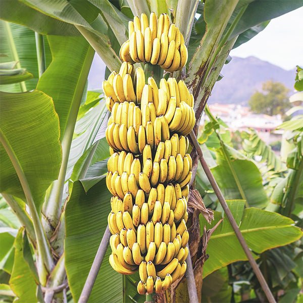 Yelakki (Elaichi) Banana Plant - Elaichi Kola Plant