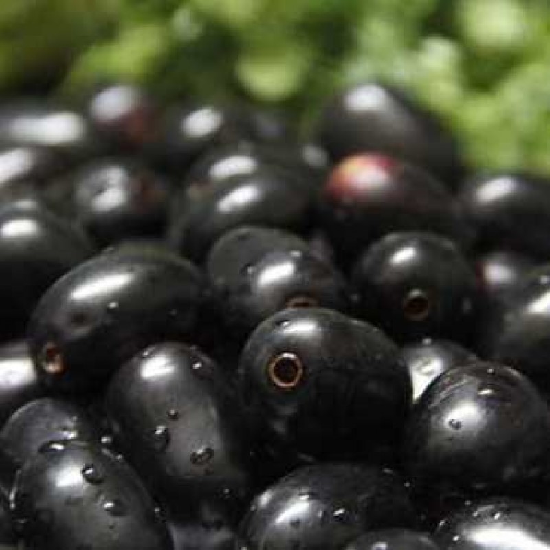 Jam - Black Berry Plant