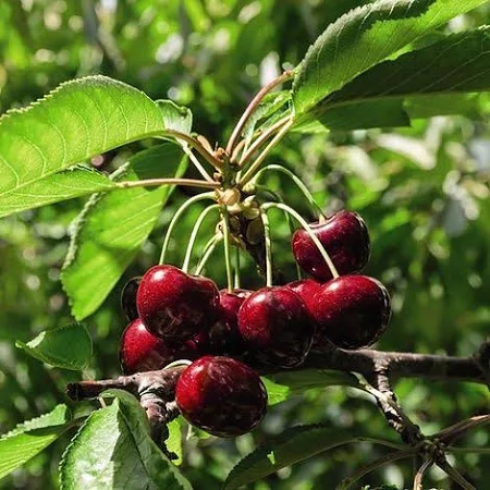 Sylvia  Cherry Fruits চেরি ফল  PlantsBangladesh Sweet Cherry Plant