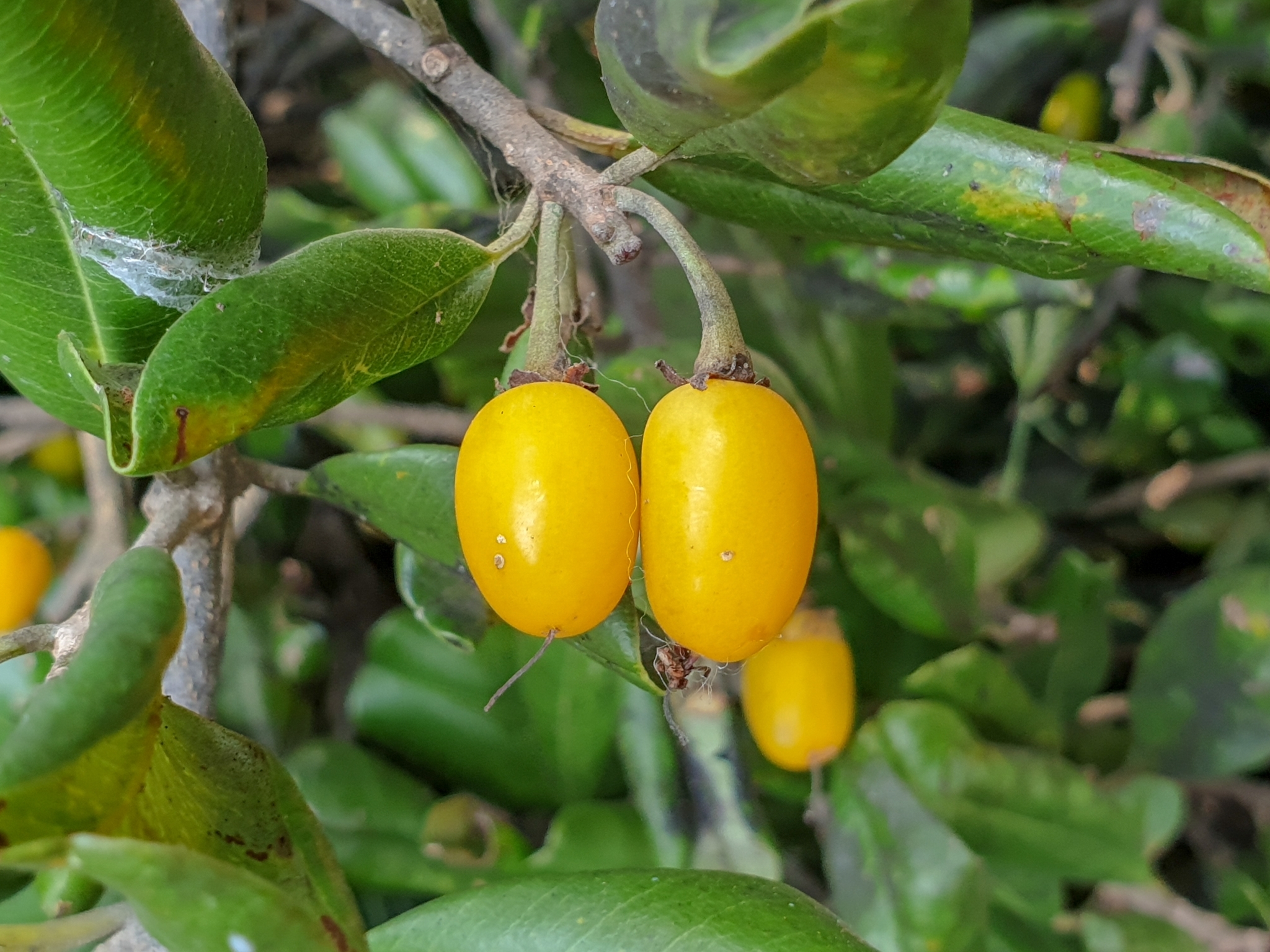 Khirni Plant - Manilkara Hexandra, Rayan tree
