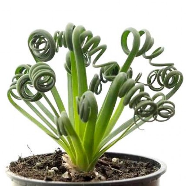 Albuca Spiralis - Frizzle Sizzle Plan