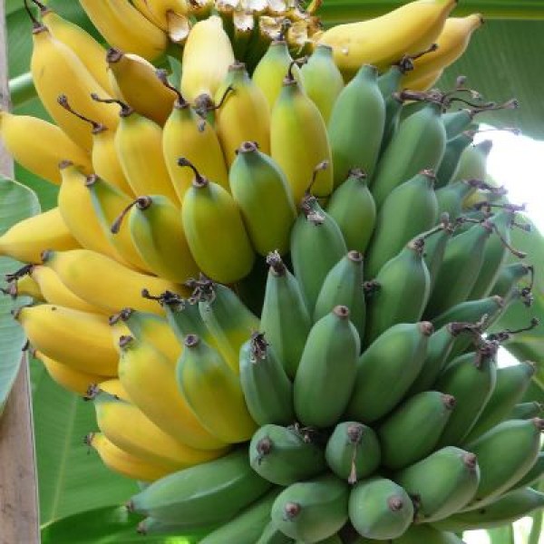 Banana Plant - Musa Velutina, Banana G9