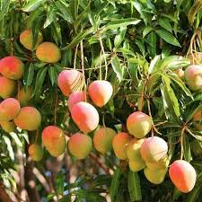 Alphonso Mango Tree