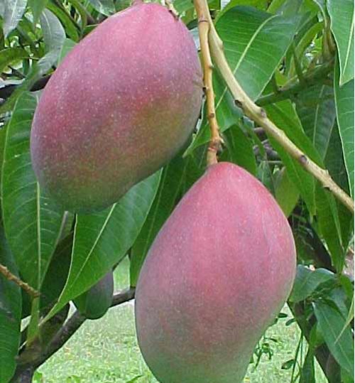 Palmar Mango Plant