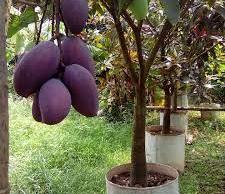 Black Stone Mango Plant