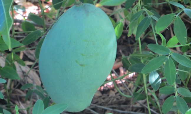 Brunei King Mango Plant 