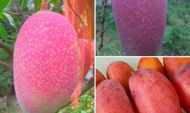 Chiyangmai Mango Tree Plant 