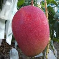 Egg Of The Sun | Surjo Dim | Miyazaki Mango Plant 