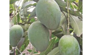 Haribhanga Mangoes Plant 