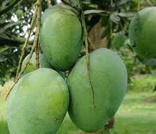 Himsagor Mango Plant