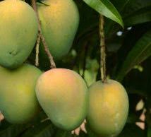 Khirsapat Mango Tree 