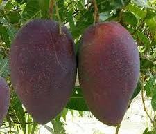 King Of Chakapat Mango Plant