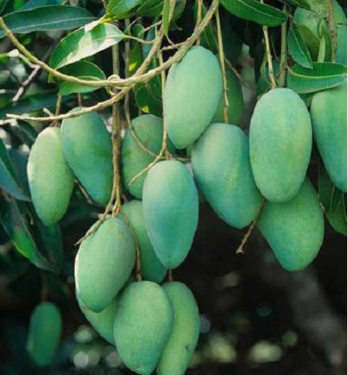 Langra mango plant