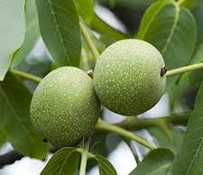 Akhrot Fruit Plant 