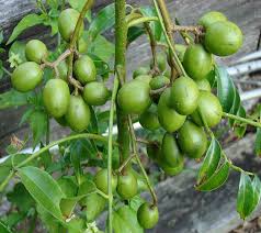 Amra Fruit Plant Thai-All Season