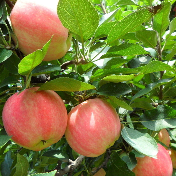 Anna Apple Tree Plant