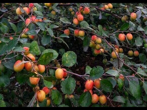 Apple Kul Plant