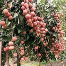 Bedena Lichu Tree