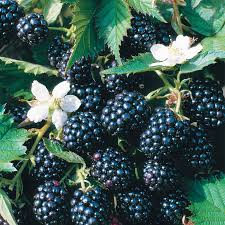 Black Berry Fruit Plant