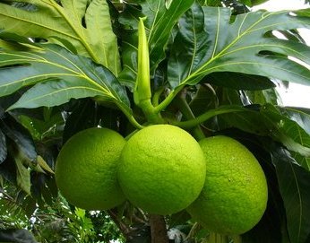 Bread Fruit Tree Plant