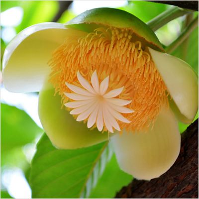 Chalta Fruit Plant Hybrid