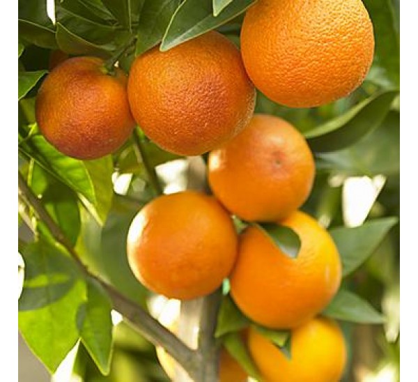 Chatoki Orange