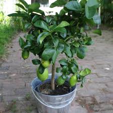 China 3 Lemon-All Season